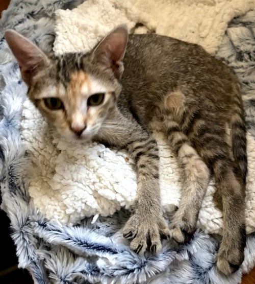 CALLIE - Domestic Short Hair available for adoption