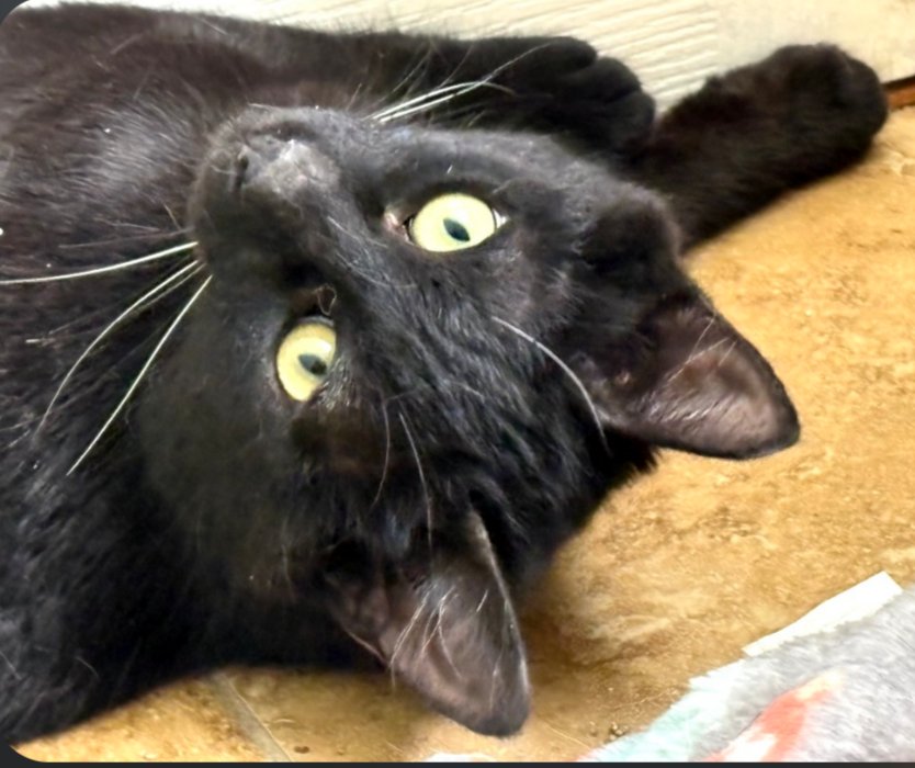 CUPID - Domestic Short Hair available for adoption