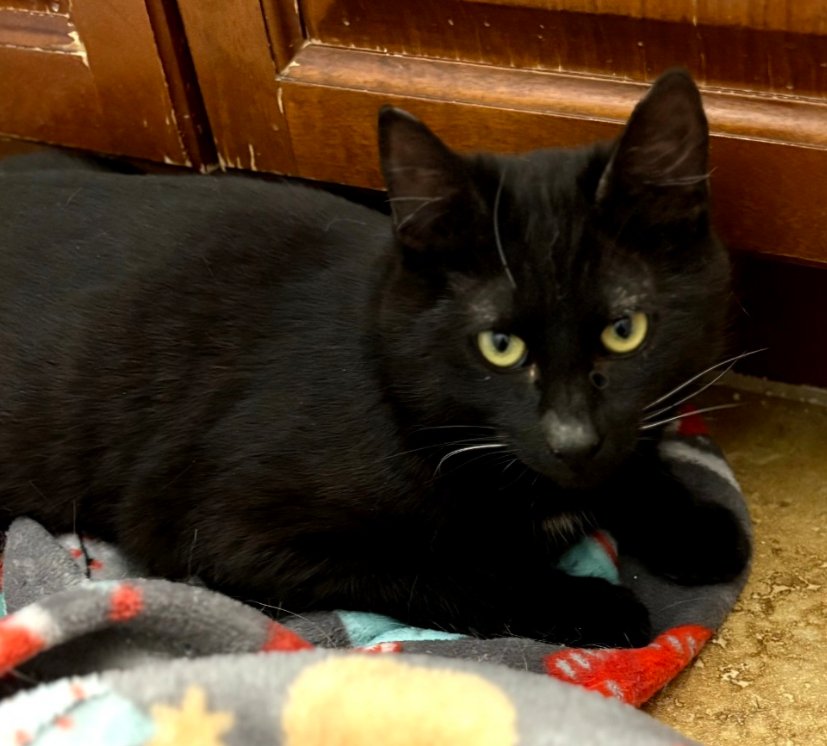 CUPID - Domestic Short Hair available for adoption