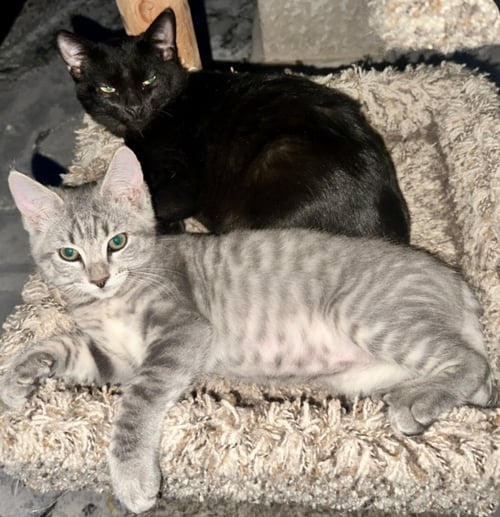 EDDIE - Domestic Short Hair available for adoption