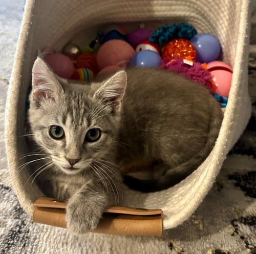 EDDIE - Domestic Short Hair available for adoption