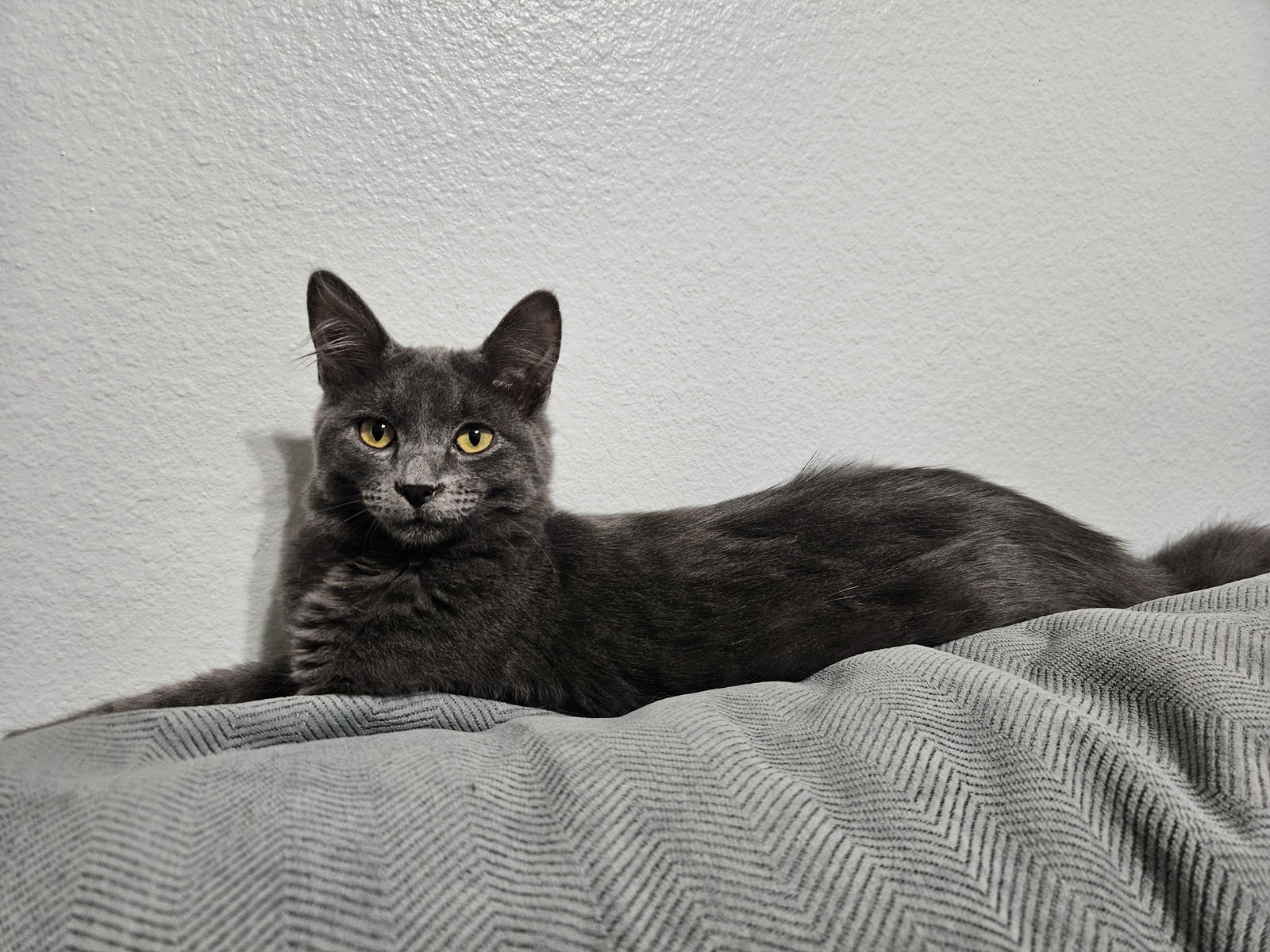 CASHMERE - Domestic Medium Hair available for adoption