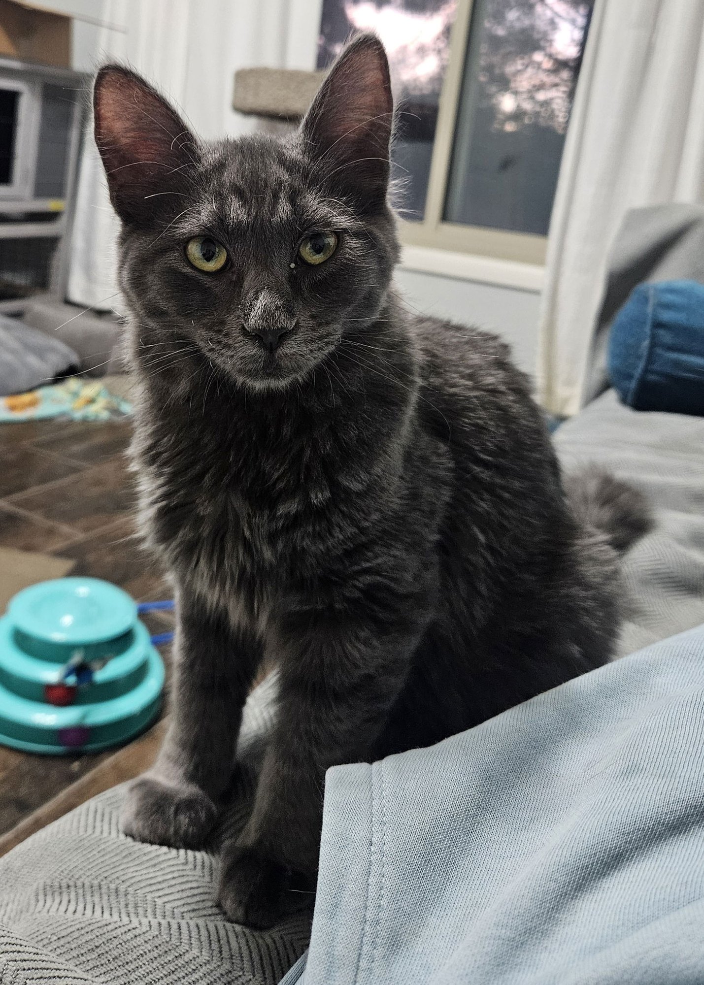 CASHMERE - Domestic Medium Hair available for adoption