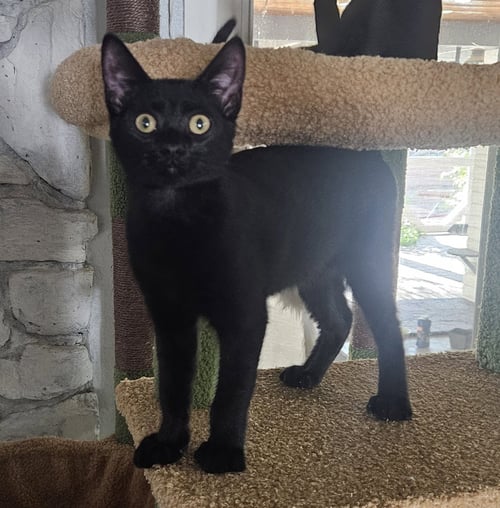 TOMMY - Domestic Medium Hair available for adoption