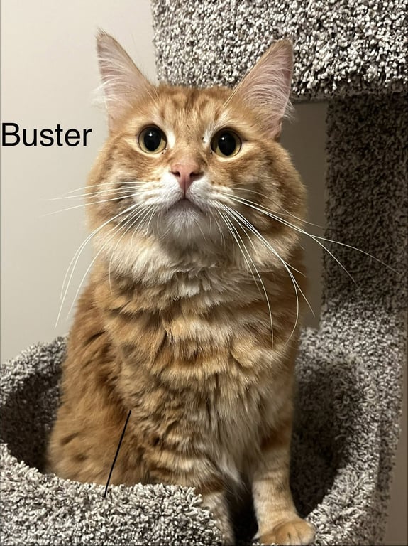 Buster Image
