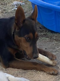 Dolly - Photo 7