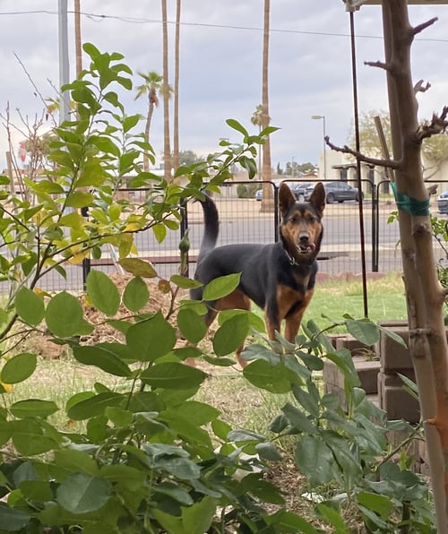 DOLLY - Border Collie available for adoption