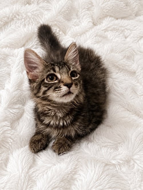 JAZZY - Domestic Medium Hair available for adoption