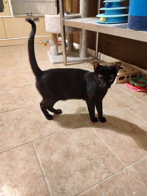 VOID *FELV+* - Domestic Short Hair available for adoption