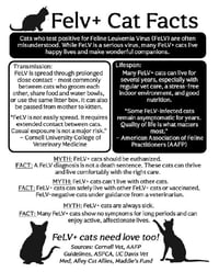 Void *FELV+* - Photo 3