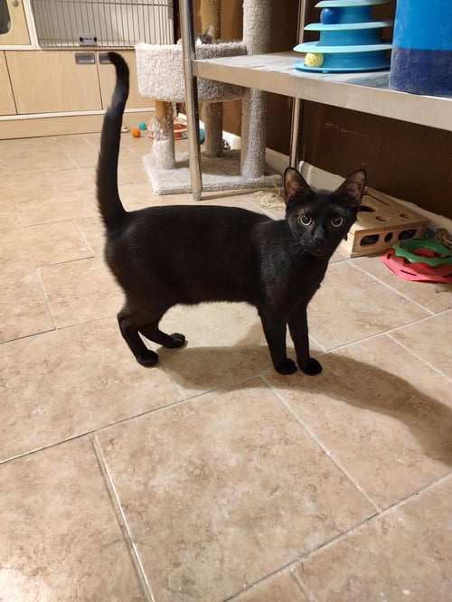 VOID *FELV+* - Domestic Short Hair available for adoption