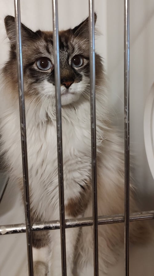 JINX - Manx available for adoption