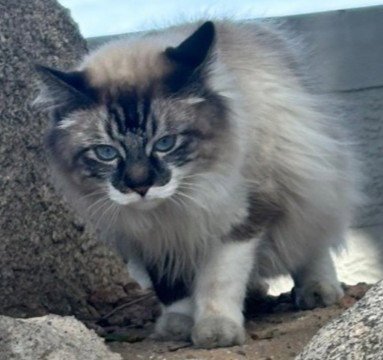 JINX - Manx available for adoption