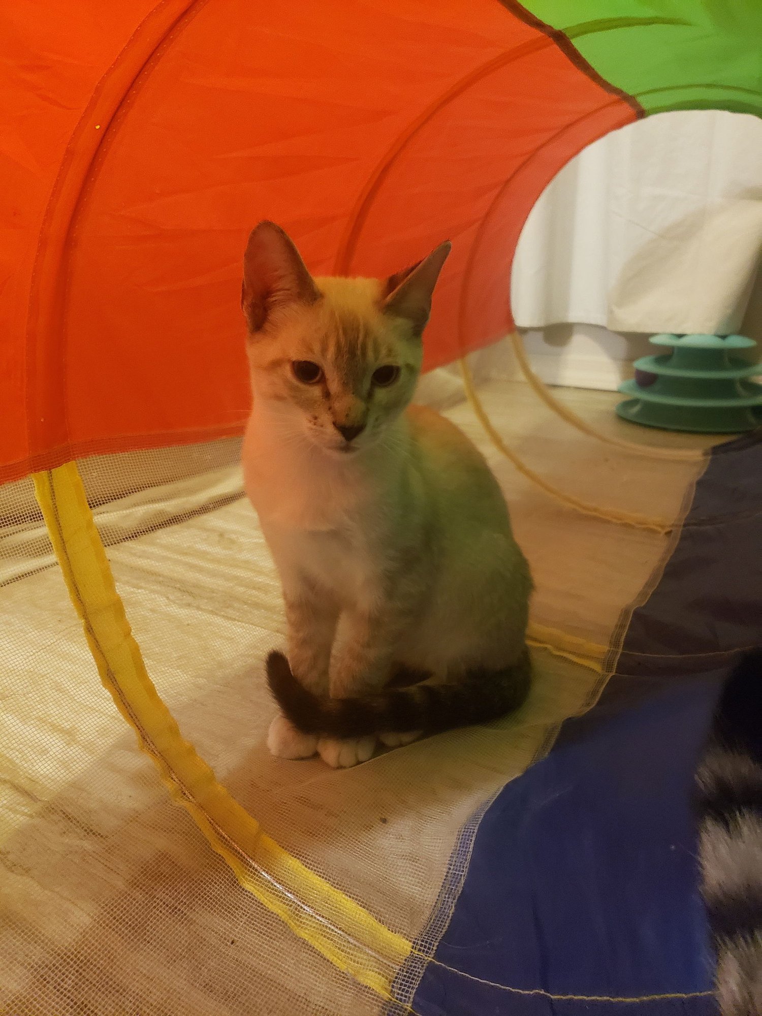 BUTTERCUP - Siamese available for adoption