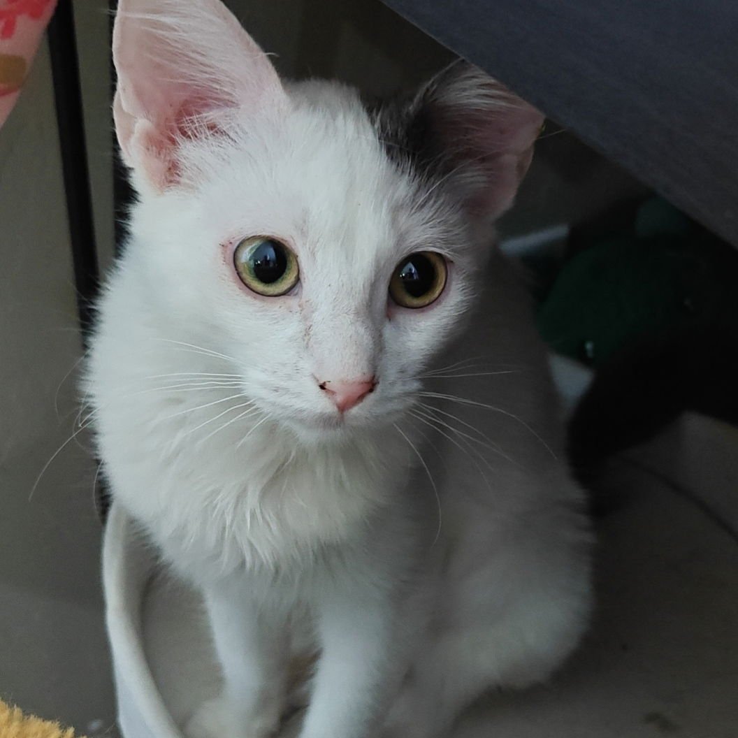 PHOEBE - Domestic Medium Hair available for adoption