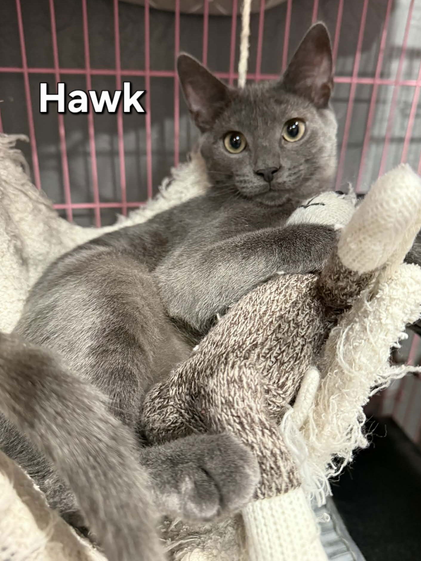 HAWK - Domestic Short Hair available for adoption