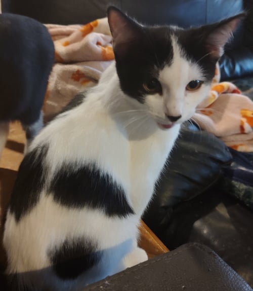 CHARLIE - Domestic Short Hair available for adoption