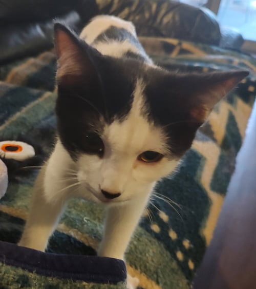 CHARLIE - Domestic Short Hair available for adoption