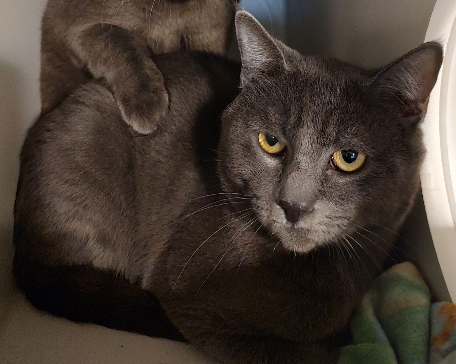 ANGEL - Domestic Short Hair available for adoption