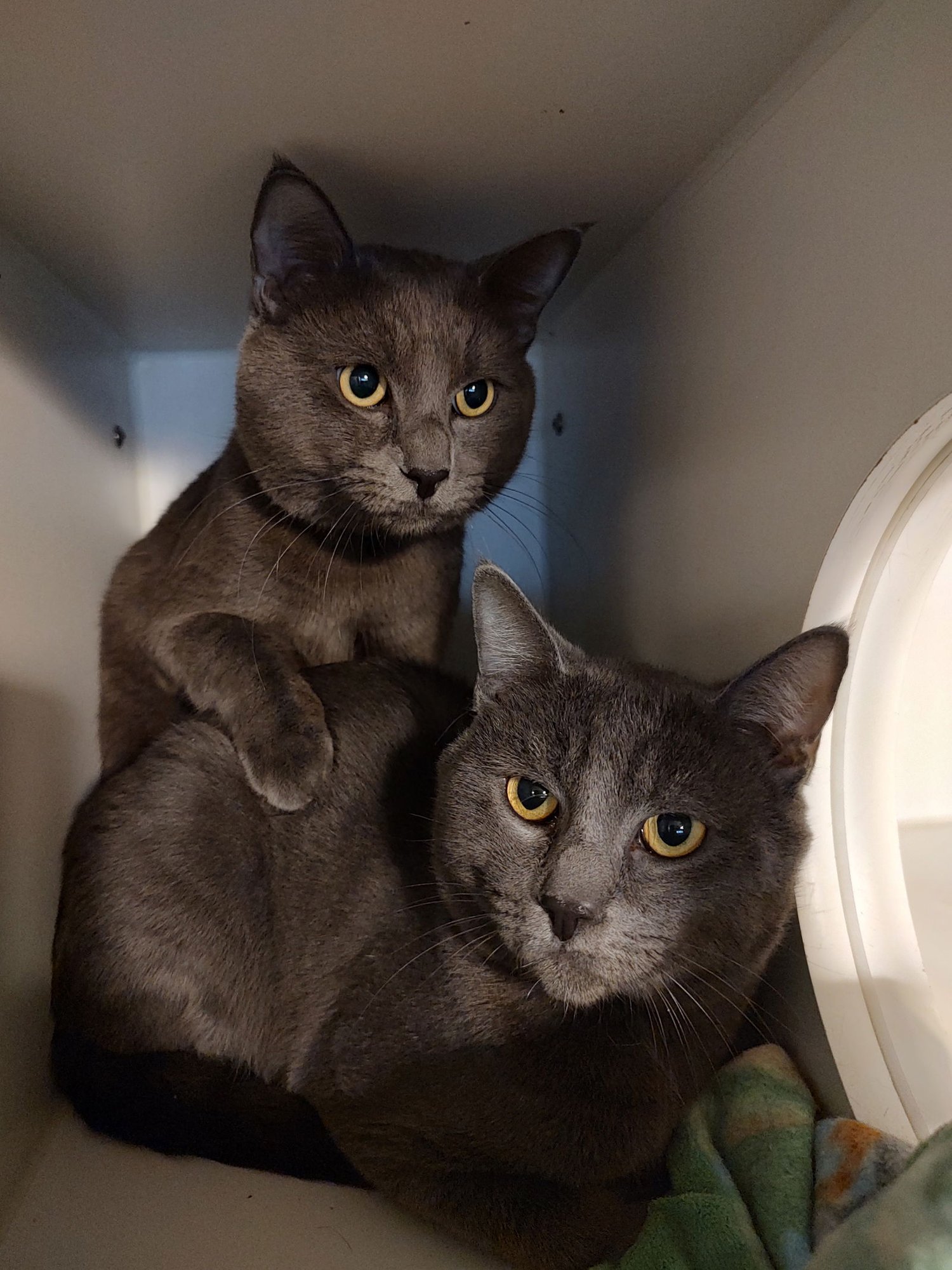 ANGEL - Domestic Short Hair available for adoption