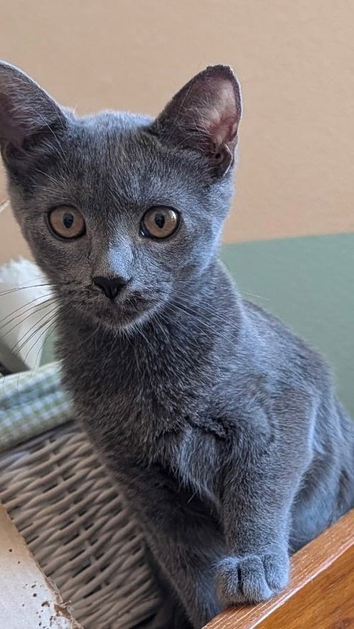 BLUEBELL - Domestic Short Hair available for adoption