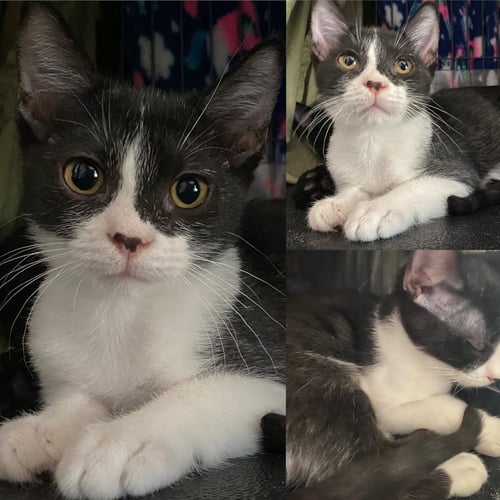 BLADE - Domestic Short Hair available for adoption