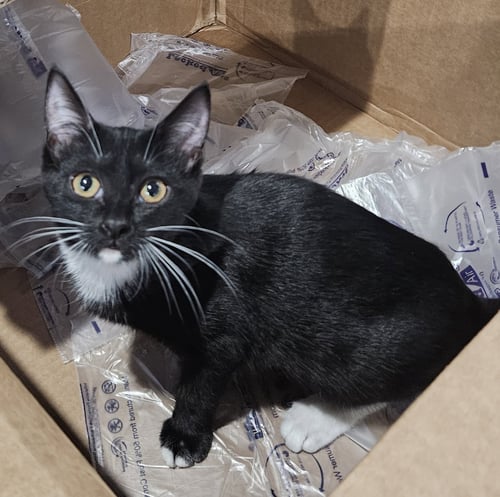 LIL - Domestic Medium Hair available for adoption