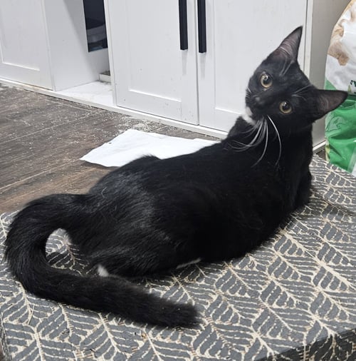 LIL - Domestic Medium Hair available for adoption