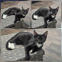 Lil - Photo 3