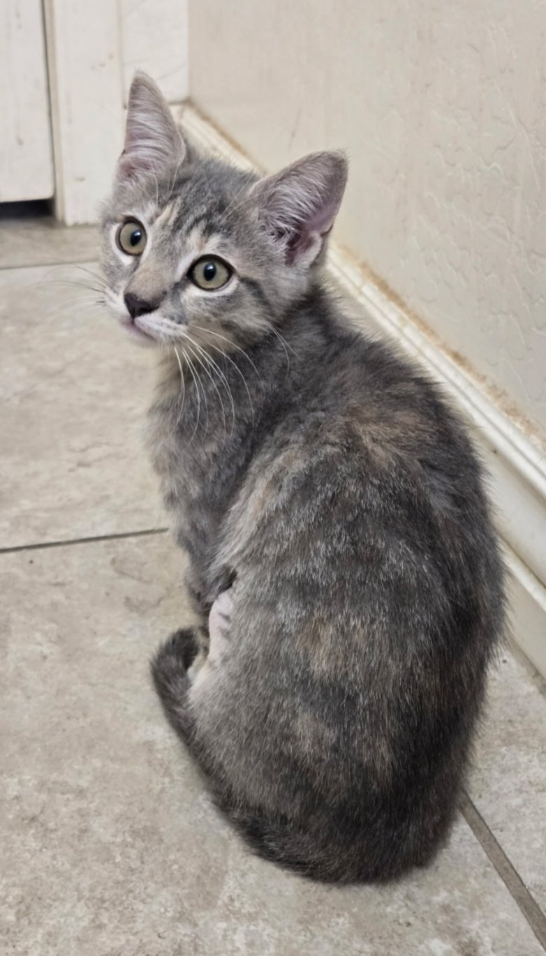 RUE - Domestic Short Hair available for adoption