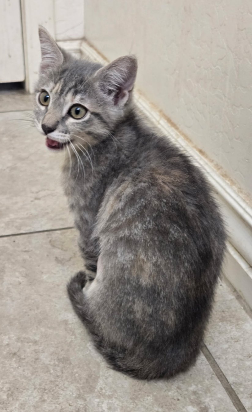 RUE - Domestic Short Hair available for adoption