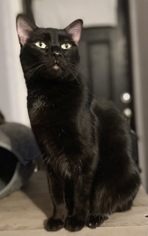 ANNA - Domestic Short Hair available for adoption