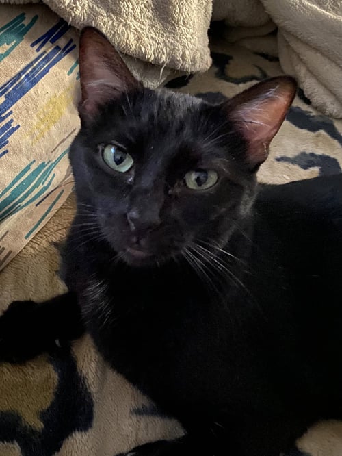 ANNA - Domestic Short Hair available for adoption