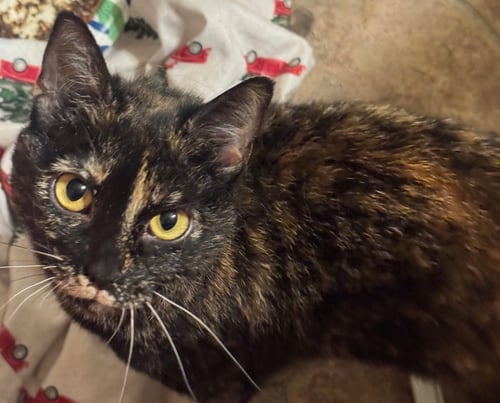 LUNA - Domestic Short Hair available for adoption