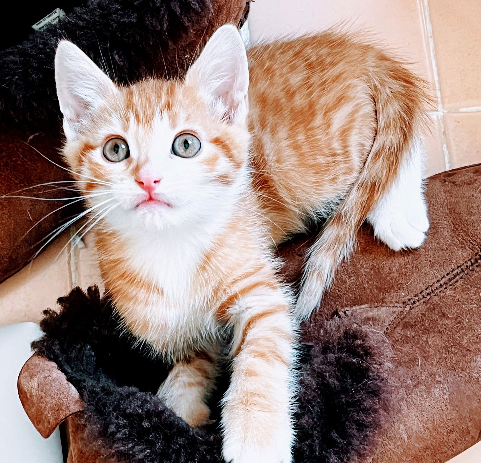 TANGELO - Domestic Short Hair / Tabby available for adoption