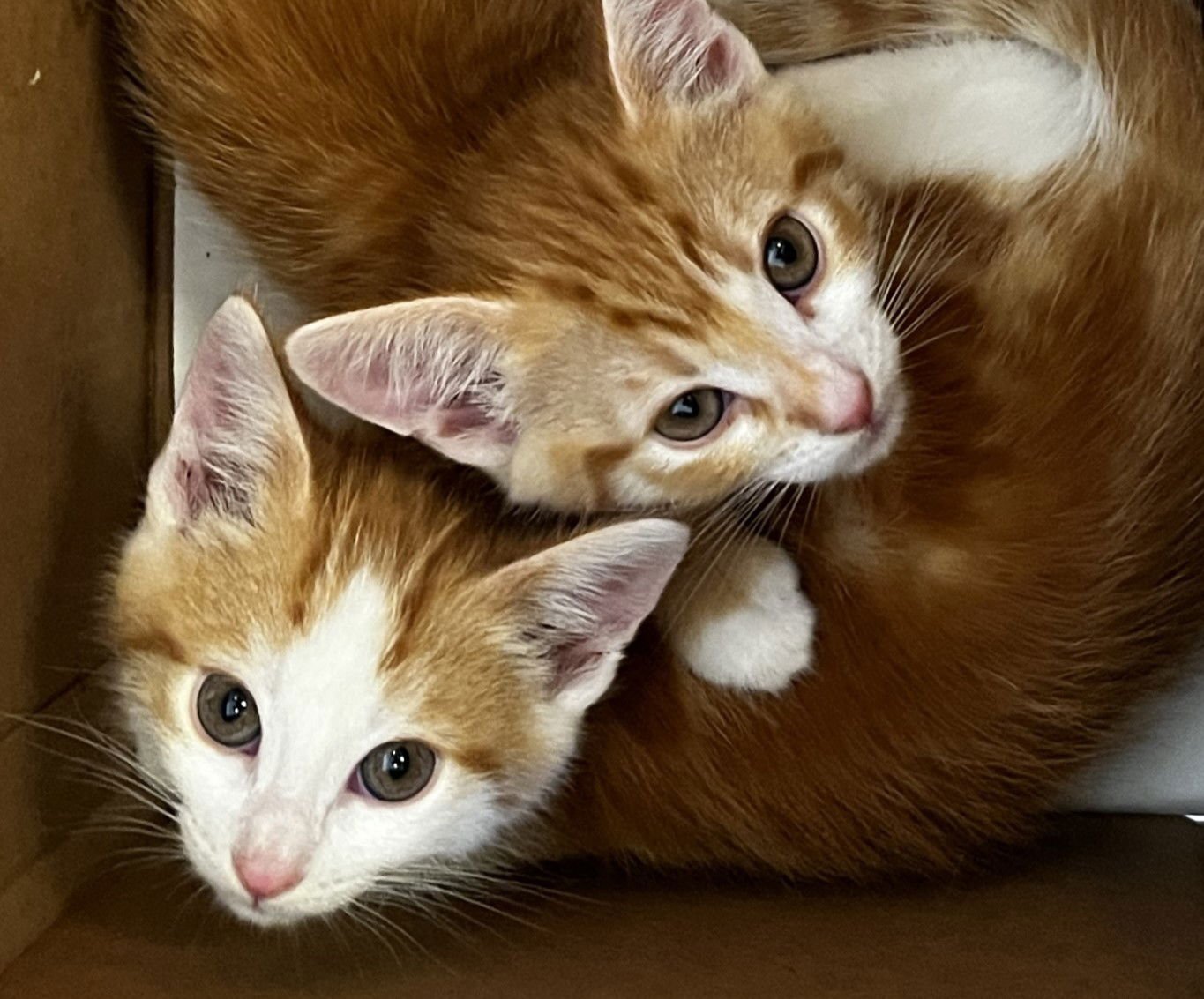 TANGELO - Domestic Short Hair / Tabby available for adoption