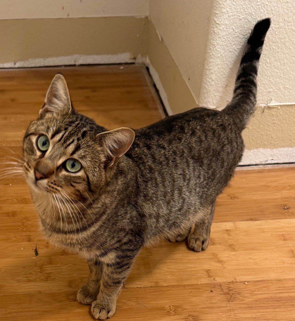 TONY - Domestic Short Hair / Tabby available for adoption