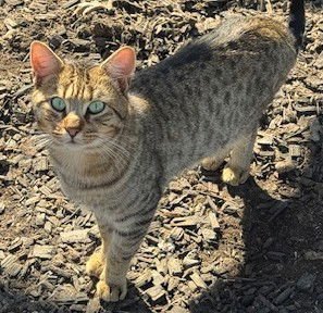 TONY - Domestic Short Hair / Tabby available for adoption