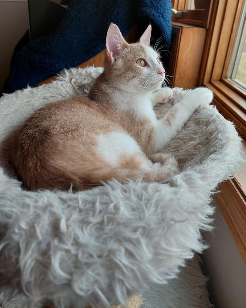 TOM CAT - Domestic Short Hair / Domestic Short Hair available for adoption