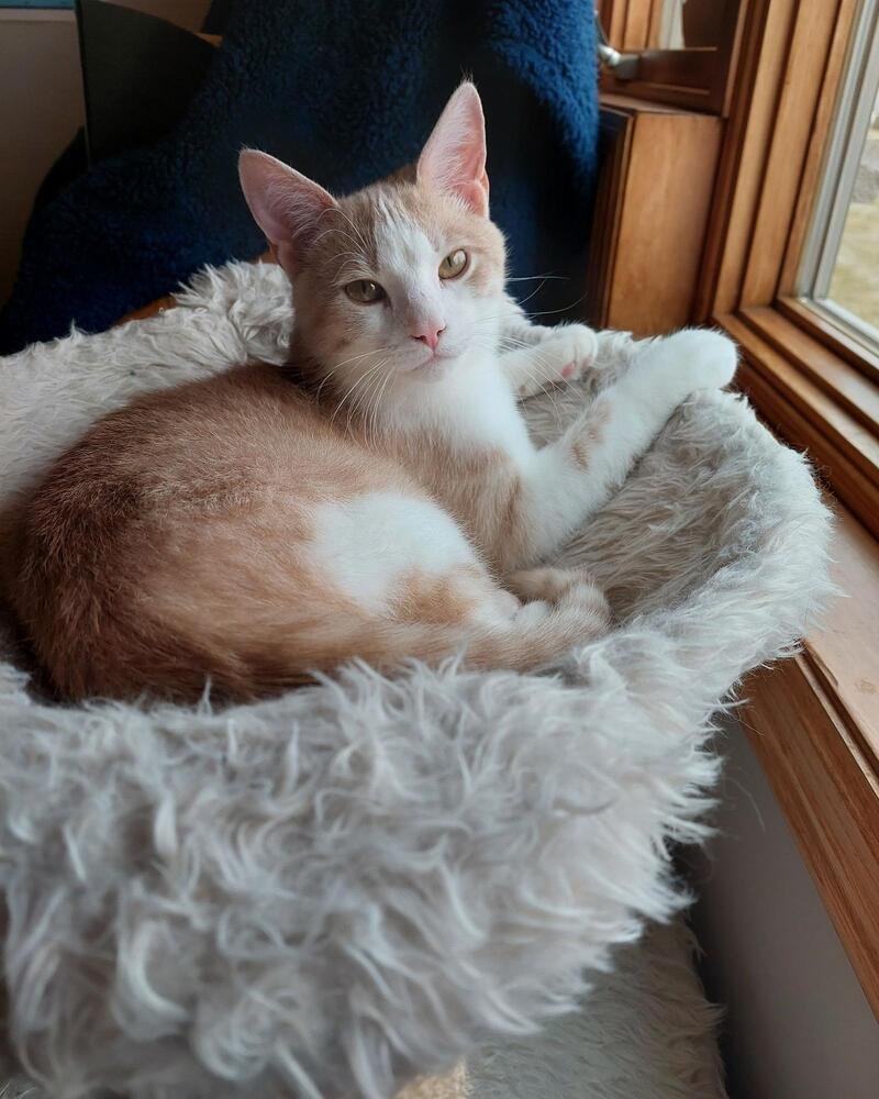 TOM CAT - Domestic Short Hair / Domestic Short Hair available for adoption