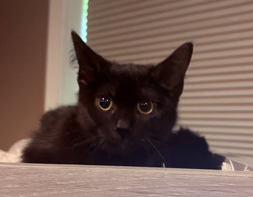 LUCY - Domestic Short Hair available for adoption