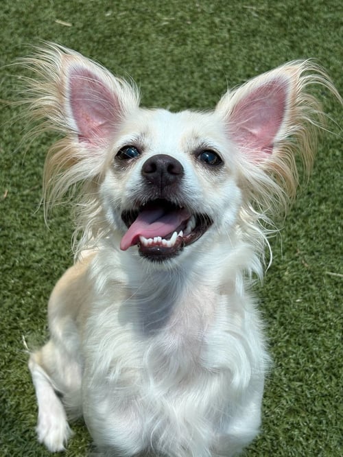 HIMARI~FOSTER OR FOSTER TO ADOPT NEEDED