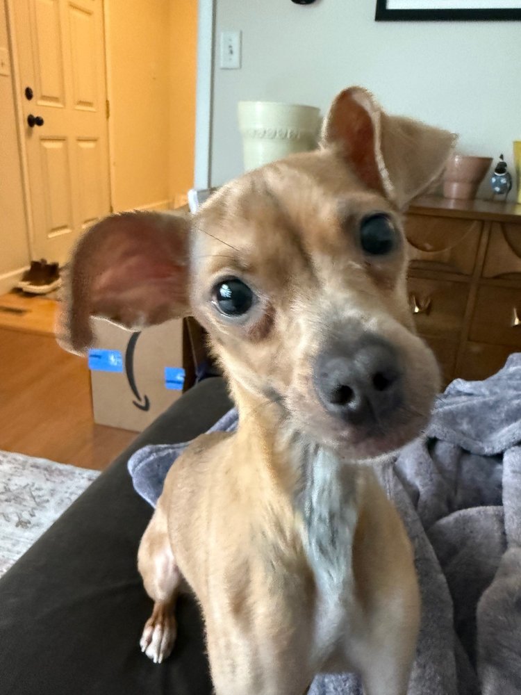 AISHA - Italian Greyhound available for adoption