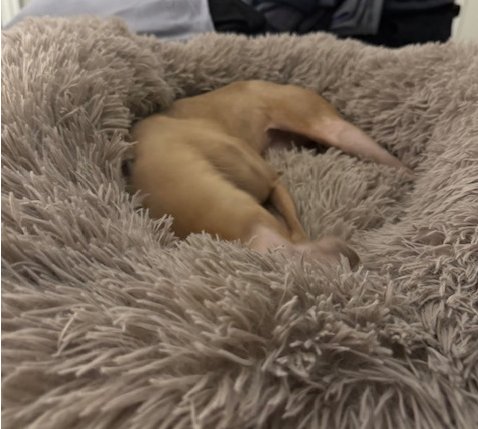 AISHA - Italian Greyhound available for adoption