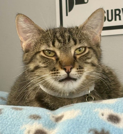 DAVID - Domestic Short Hair / Domestic Short Hair available for adoption