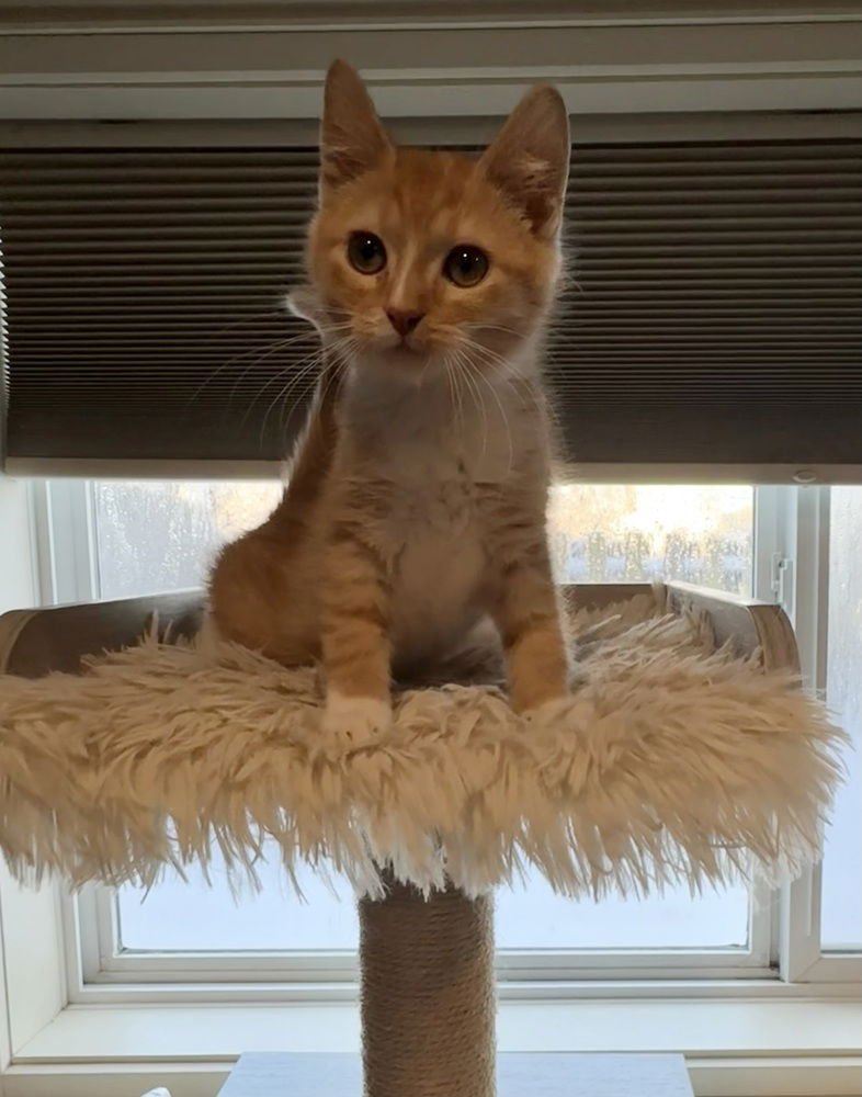 JAWZIE - Domestic Short Hair available for adoption