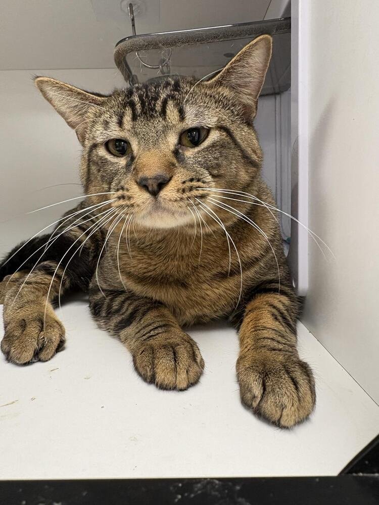 KILO - Domestic Short Hair / Domestic Short Hair available for adoption