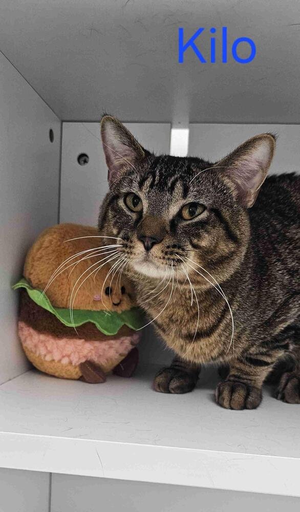 KILO - Domestic Short Hair / Domestic Short Hair available for adoption