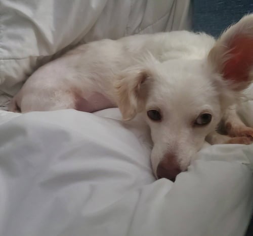 LINA - Dachshund available for adoption
