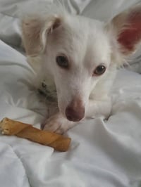 Lina - Photo 3